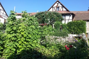 Pflanzenpracht im Garten.